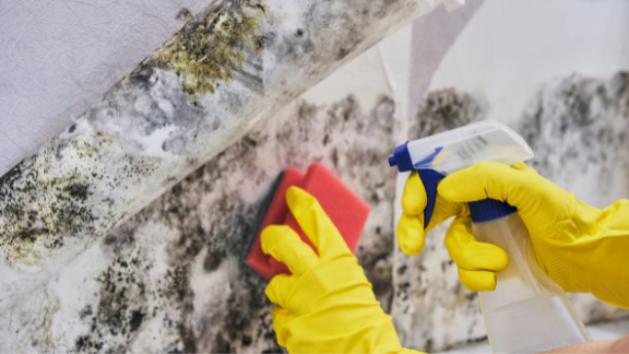 mold removal denver